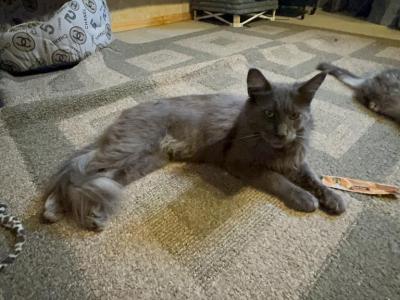 Timeless - Maine Coon - Gallery Photo #1