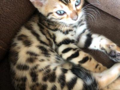 Bonnie Clyde - Bengal - Gallery Photo #1