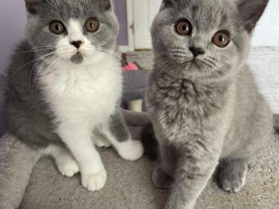 Spring Babies - British Shorthair - Gallery Photo #1