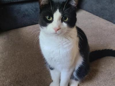 Scooter - Domestic - Gallery Photo #1