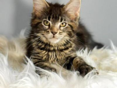 Maine Coone Girl U - Maine Coon - Gallery Photo #1