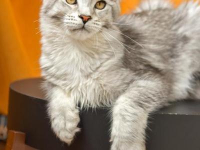 Maine Coone Girl Polina - Maine Coon - Gallery Photo #1