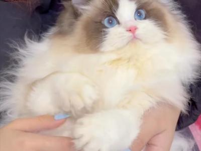 Chanel X Blue Dream Ragdoll Litter - Ragdoll - Gallery Photo #1