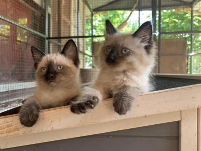 Beetle X Pretty Boy Floyd Litter - Siamese - Gallery Photo #1