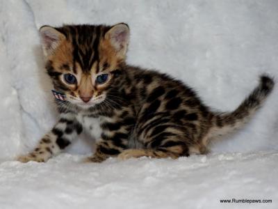 Open Inquiries For Upcoming Bengal Litter - Bengal - Gallery Photo #1