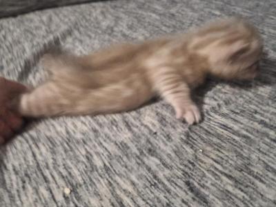 LeoADOPTED - Bengal - Gallery Photo #1