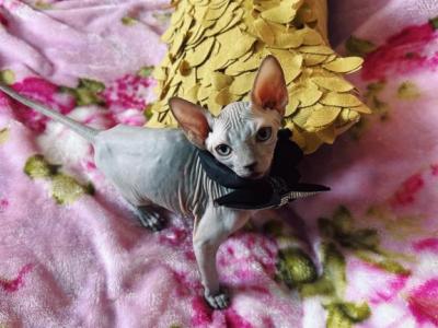 Two Female Kittens - Sphynx - Gallery Photo #1