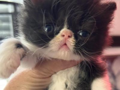 Black And White Bicolor - Persian - Gallery Photo #1