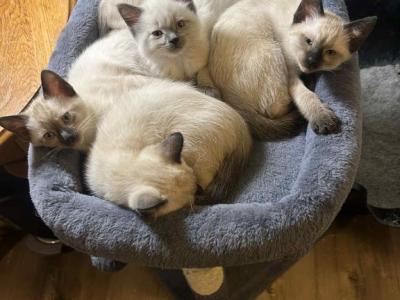 Gorgeous Siamese Female Kitten READY NOW - Siamese - Gallery Photo #1