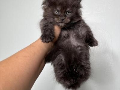 Beautiful Super Smokey Female - Maine Coon - Gallery Photo #1