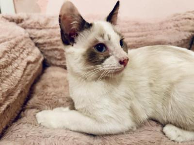 Sarabi - Snowshoe - Gallery Photo #1