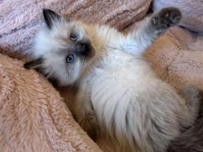 Muffin - Balinese - Gallery Photo #1