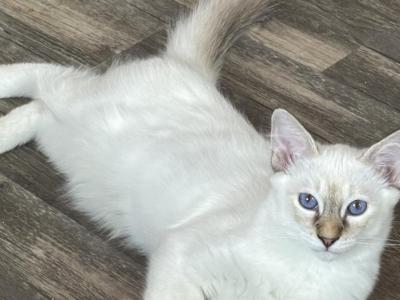 Chocolate Lynx Female   Peach Collar - Balinese - Gallery Photo #1