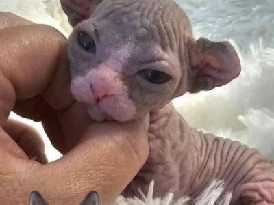 Dwelf Girl Sky TICA Rights - Sphynx - Gallery Photo #1
