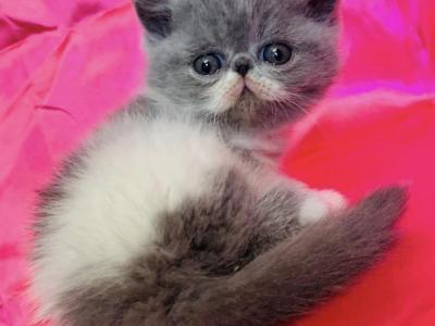 DIRTY HEAVEN CATTERY - Exotic - Gallery Photo #1