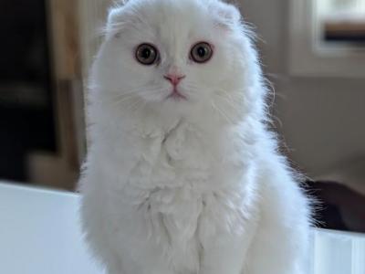 Fluffy Furry Molly - Scottish Fold - Gallery Photo #1