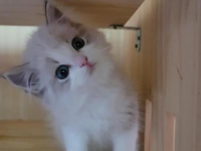 Anni - Ragdoll - Gallery Photo #1