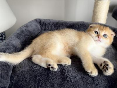 Luna2 - Scottish Fold - Gallery Photo #1