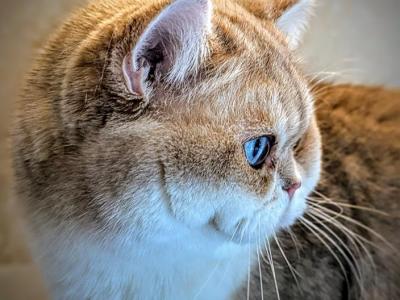Reserved British Shorthair Breeding Male - British Shorthair - Gallery Photo #1
