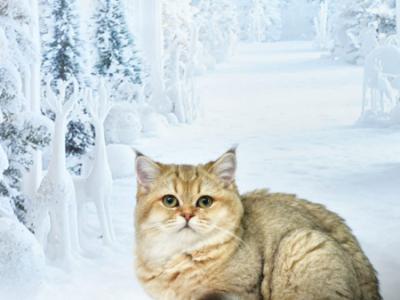 Goldie - Scottish Straight - Gallery Photo #1