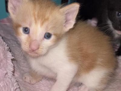 Precious's Baby - Manx - Gallery Photo #1