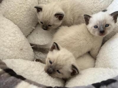 Baby Siamese Seal Point And Blue Points - Siamese - Gallery Photo #1