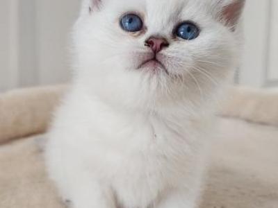 Quentin - British Shorthair - Gallery Photo #1