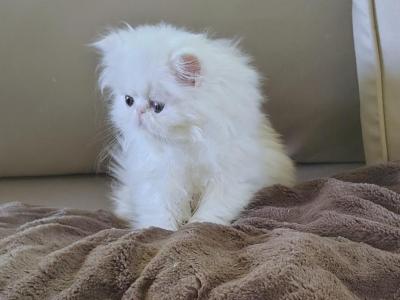 White Female - Persian - Gallery Photo #1