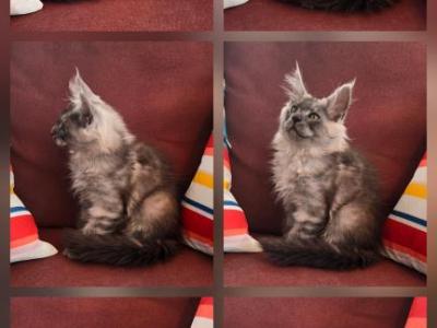 Aria 2 - Maine Coon - Gallery Photo #1