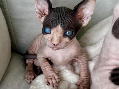 Odd Eyed Purebred Sphynx Male Kitten - Sphynx - Gallery Photo #1