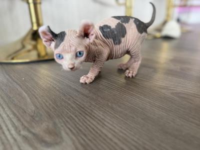 Blue Eyes White Bicolor Boy Kitten Pure Sphynx - Sphynx - Gallery Photo #1