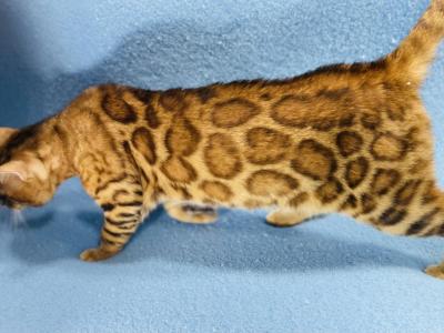 Apollo Kittens - Bengal - Gallery Photo #1
