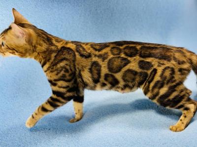 Iris Kittens - Bengal - Gallery Photo #1