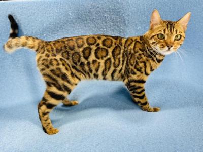 Olympia Kittens - Bengal - Gallery Photo #1