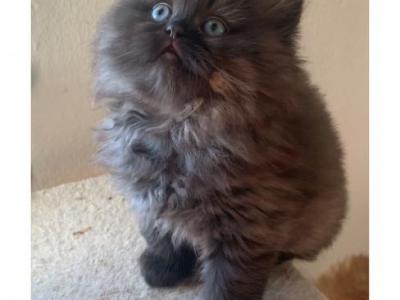 Bany - British Shorthair - Gallery Photo #1