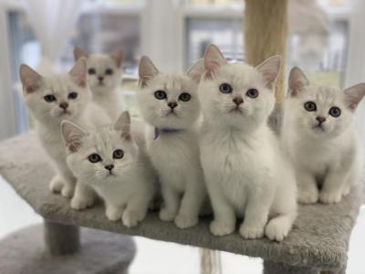 Burmilla Burmese Silver British Shorthair - Burmese - Gallery Photo #1