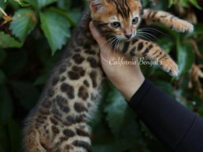 Barbie - Bengal - Gallery Photo #1