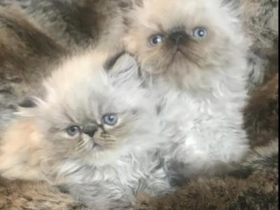 Due At Any Moment - Persian - Gallery Photo #1
