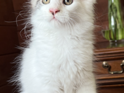 Everest - Maine Coon - Gallery Photo #1