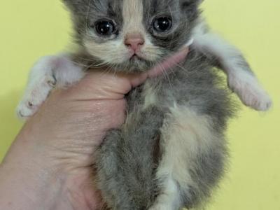 Persian Kittens - Persian - Gallery Photo #1