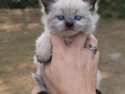 Rebeccas Ragdolls - Ragdoll - Gallery Photo #1