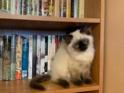 Rebeccas Ragdolls - Ragdoll - Gallery Photo #1