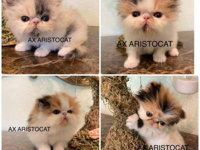 Yoyos Babies - Persian - Gallery Photo #1