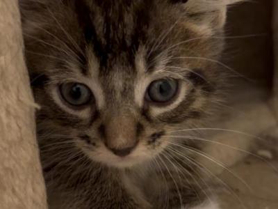 Sassy - Highlander - Gallery Photo #1