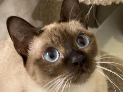 Retired Tonkinese - Tonkinese - Gallery Photo #1