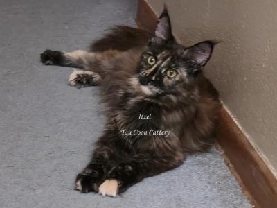 Itzel Black Tortie - Maine Coon - Gallery Photo #1