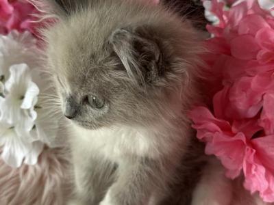 Cammy Blue - Ragdoll - Gallery Photo #1