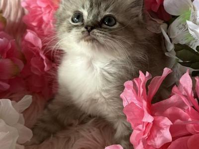 Cammi Mink - Ragdoll - Gallery Photo #1