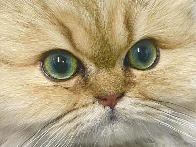 Persian Chinchilla Golden - Persian - Gallery Photo #1