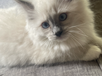 Bluie - Ragdoll - Gallery Photo #1
